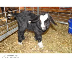 Bonnie & Clyde - Fainting Goat Siblings - $450 (Baxter MN)