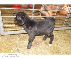 Bonnie & Clyde - Fainting Goat Siblings - $450 (Baxter MN)