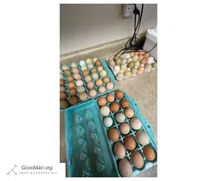 Hatching Eggs - $7 (Outing)